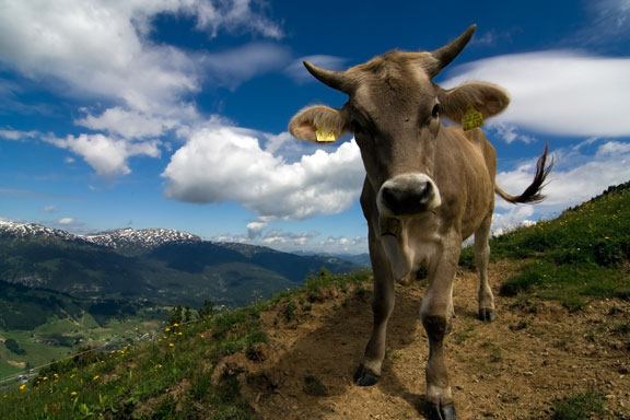 cow
